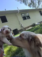 Aurora, a female Australian Shepherd for sale in Cottonwood, MN – 5 of 10
