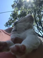 Aurora, a female Australian Shepherd for sale in Cottonwood, MN – 6 of 10