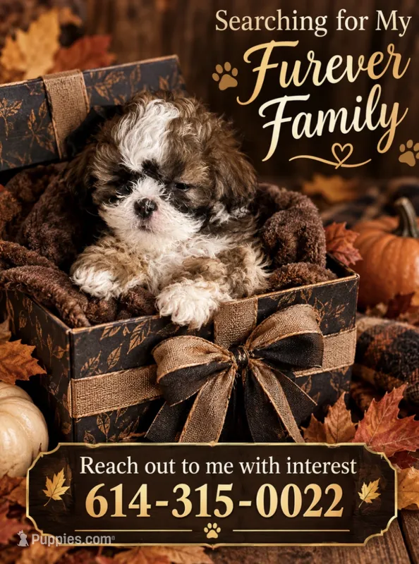 Gorgeous – Shih Tzu puppy for sale in Powell, OH