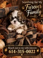 Gorgeous, a female Shih Tzu for sale in Powell, OH – 1 of 2