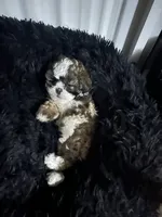 Gorgeous, a female Shih Tzu for sale in Powell, OH – 2 of 2