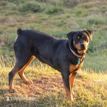 Foster, a male Rottweiler for sale in Mc Connellsburg, PA – Photo 6 of 7