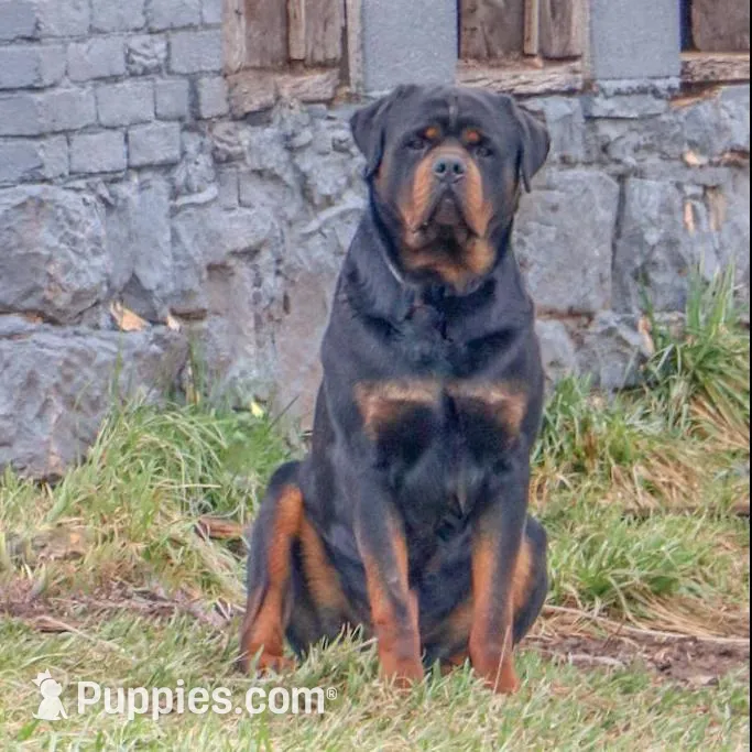Foster, a male Rottweiler for sale in Mc Connellsburg, PA – Photo 7 of 7