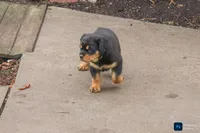 Foster, a male Rottweiler for sale in Mc Connellsburg, PA – Photo 3 of 7