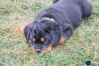 Foster, a male Rottweiler for sale in Mc Connellsburg, PA – Photo 5 of 7