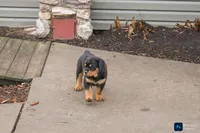 Foster, a male Rottweiler for sale in Mc Connellsburg, PA – Photo 4 of 7