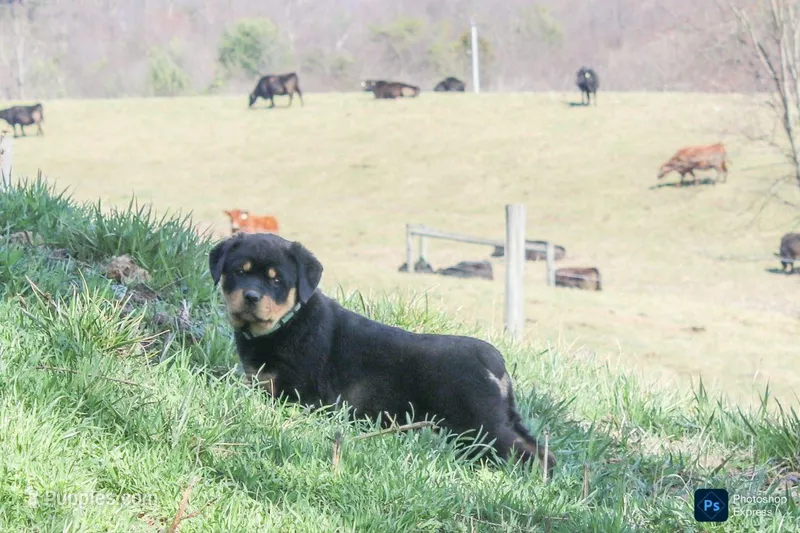 Foster – Rottweiler puppy for sale in Mc Connellsburg, PA