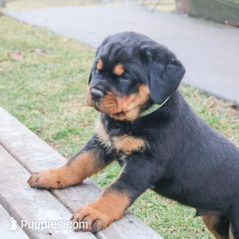 Foster, a male Rottweiler for sale in Mc Connellsburg, PA – Photo 2 of 7