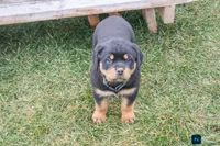 Fern, a female Rottweiler for sale in Mc Connellsburg, PA – Photo 3 of 9