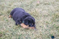 Fern, a female Rottweiler for sale in Mc Connellsburg, PA – Photo 6 of 9