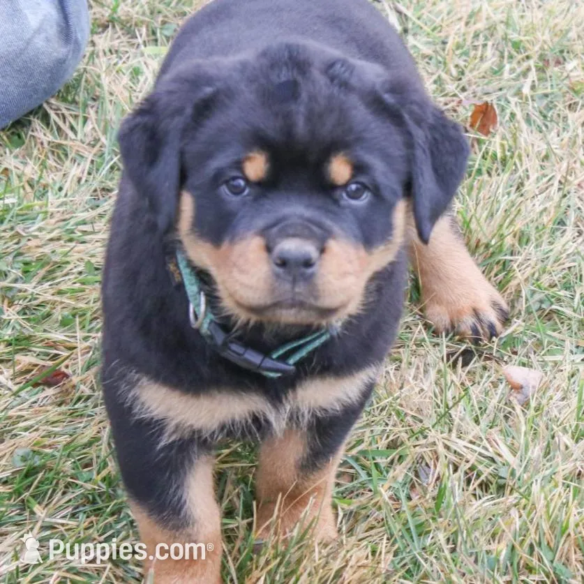 Fern, a female Rottweiler for sale in Mc Connellsburg, PA – Photo 2 of 9