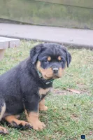 Fern, a female Rottweiler for sale in Mc Connellsburg, PA – Photo 5 of 9