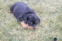 Fern, a female Rottweiler for sale in Mc Connellsburg, PA – Photo 4 of 9