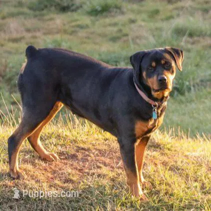 Fern, a female Rottweiler for sale in Mc Connellsburg, PA – Photo 9 of 9