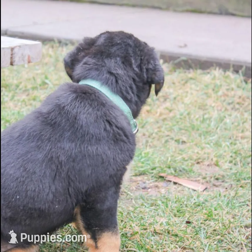 Fern, a female Rottweiler for sale in Mc Connellsburg, PA – Photo 7 of 9