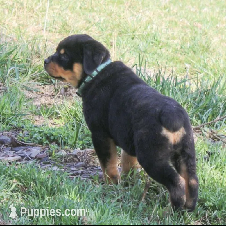 Fern – Rottweiler puppy for sale in Mc Connellsburg, PA