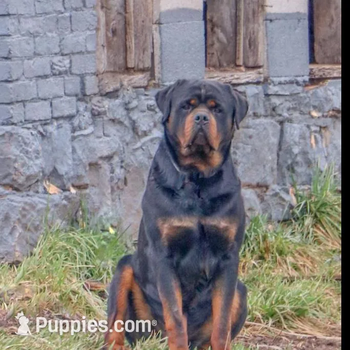Fern, a female Rottweiler for sale in Mc Connellsburg, PA – Photo 8 of 9