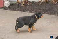 Forest, a male Rottweiler for sale in Mc Connellsburg, PA – Photo 5 of 6