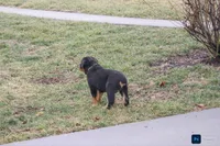 Forest, a male Rottweiler for sale in Mc Connellsburg, PA – Photo 2 of 6