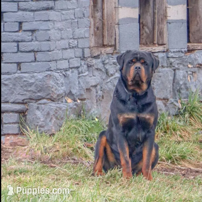 Forest, a male Rottweiler for sale in Mc Connellsburg, PA – Photo 6 of 6