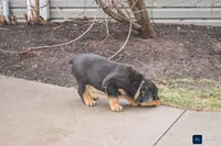 Forest, a male Rottweiler for sale in Mc Connellsburg, PA – Photo 4 of 6
