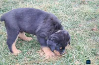 Forest, a male Rottweiler for sale in Mc Connellsburg, PA – Photo 1 of 6
