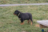 Forest, a male Rottweiler for sale in Mc Connellsburg, PA – Photo 3 of 6