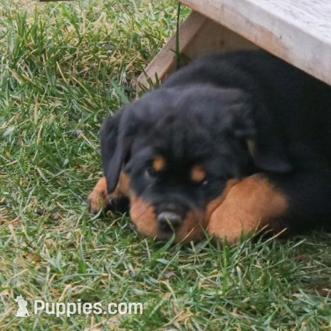 Farley, a male Rottweiler for sale in Mc Connellsburg, PA – Photo 5 of 7