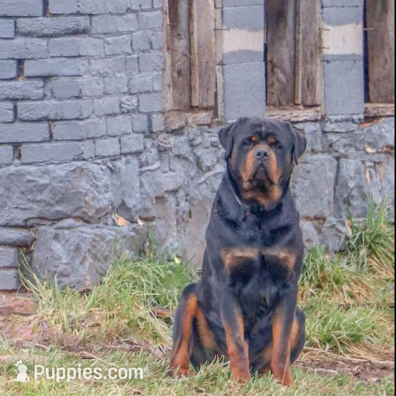 Farley, a male Rottweiler for sale in Mc Connellsburg, PA – Photo 7 of 7