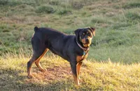 Farley, a male Rottweiler for sale in Mc Connellsburg, PA – Photo 6 of 7