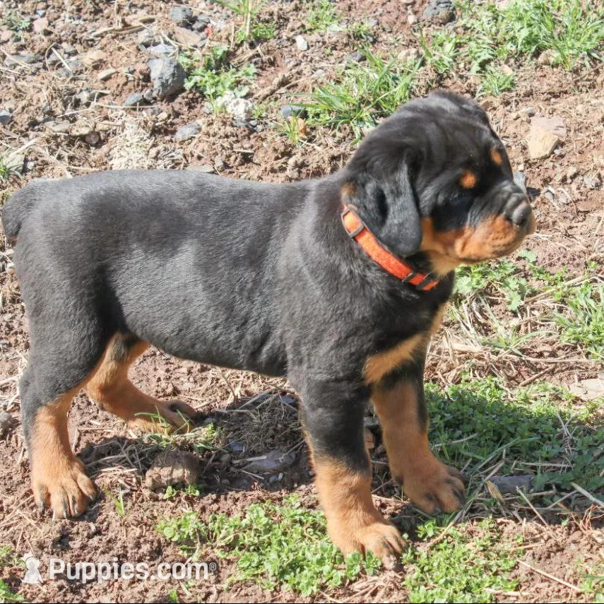 Farley – Rottweiler puppy for sale in Mc Connellsburg, PA