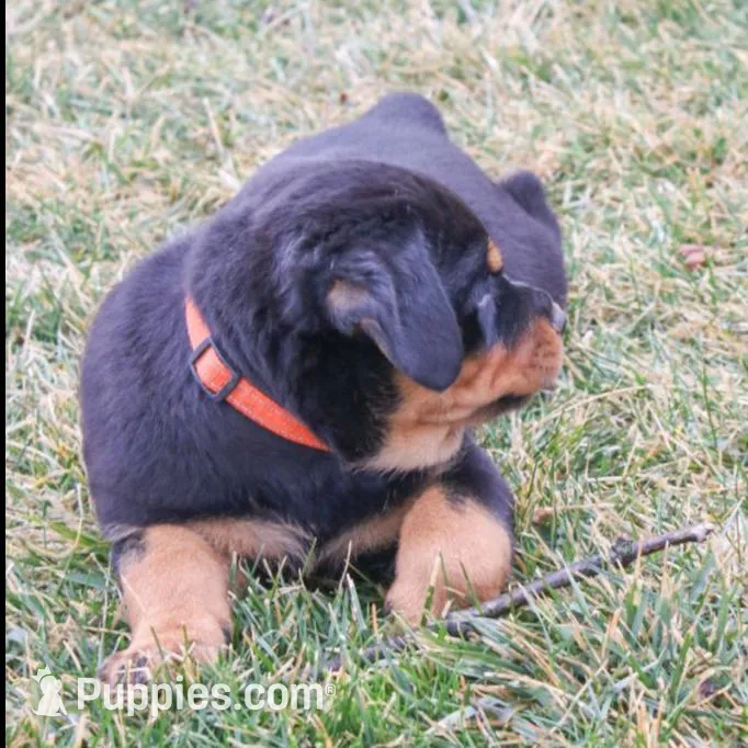 Farley, a male Rottweiler for sale in Mc Connellsburg, PA – Photo 4 of 7