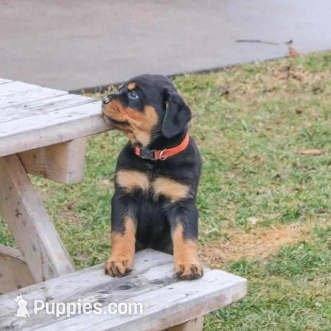 Farley, a male Rottweiler for sale in Mc Connellsburg, PA – Photo 2 of 7