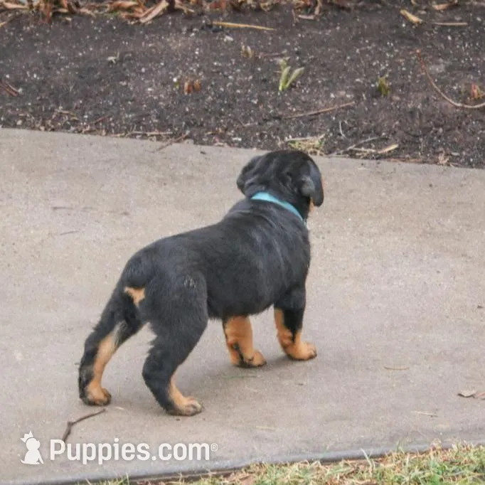Flynn, a male Rottweiler for sale in Mc Connellsburg, PA – Photo 3 of 7