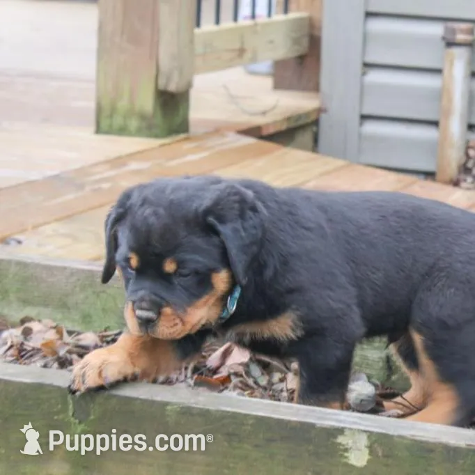 Flynn, a male Rottweiler for sale in Mc Connellsburg, PA – Photo 5 of 7