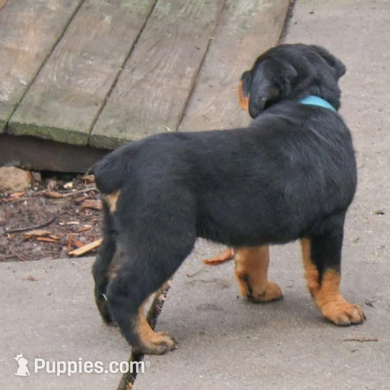 Flynn, a male Rottweiler for sale in Mc Connellsburg, PA – Photo 4 of 7