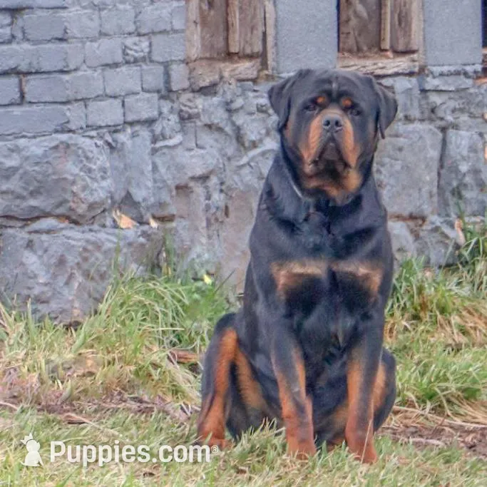 Flynn, a male Rottweiler for sale in Mc Connellsburg, PA – Photo 7 of 7