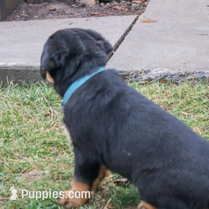 Flynn, a male Rottweiler for sale in Mc Connellsburg, PA – Photo 2 of 7