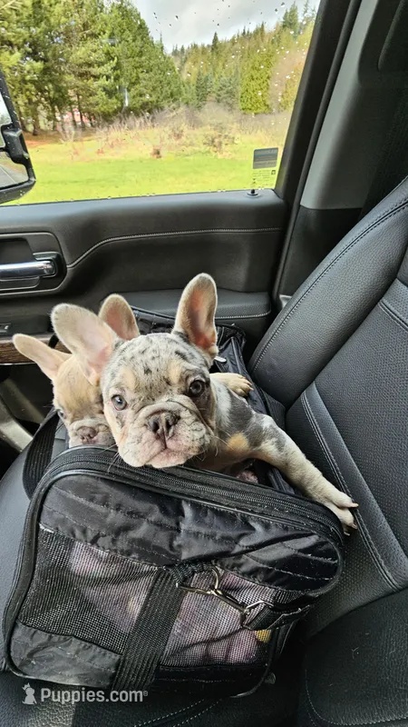 Kauai Blue AKC Fluffy Carrier