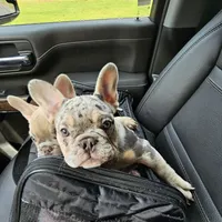 Kauai Blue AKC Fluffy Carrier, a female French Bulldog for sale in Bellingham, WA – Photo 1 of 3