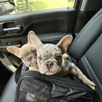 Kauai Blue AKC Fluffy Carrier, a female French Bulldog for sale in Bellingham, WA – Photo 2 of 3