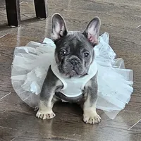 Blue&Tan-AKC Fluffy Carrier, a female French Bulldog for sale in Bellingham, WA – Photo 4 of 7