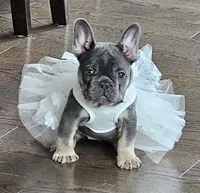 Blue&Tan-AKC Fluffy Carrier, a female French Bulldog for sale in Bellingham, WA – Photo 4 of 7