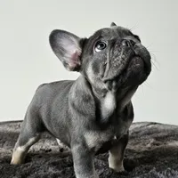 Blue&Tan-AKC Fluffy Carrier, a female French Bulldog for sale in Bellingham, WA – Photo 2 of 7