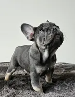 Blue&Tan-AKC Fluffy Carrier, a female French Bulldog for sale in Bellingham, WA – Photo 2 of 7