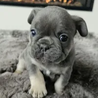 Blue&Tan-AKC Fluffy Carrier, a female French Bulldog for sale in Bellingham, WA – Photo 7 of 7