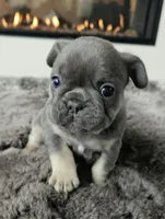 Blue&Tan-AKC Fluffy Carrier, a female French Bulldog for sale in Bellingham, WA – Photo 7 of 7