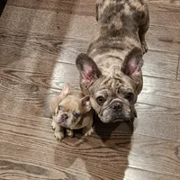 Blue&Tan-AKC Fluffy Carrier, a female French Bulldog for sale in Bellingham, WA – Photo 5 of 7