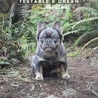 Blue&Tan-AKC Fluffy Carrier, a female French Bulldog for sale in Bellingham, WA – Photo 6 of 7