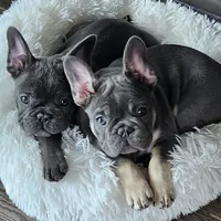 Blue&Tan-AKC Fluffy Carrier, a female French Bulldog for sale in Bellingham, WA – Photo 3 of 7